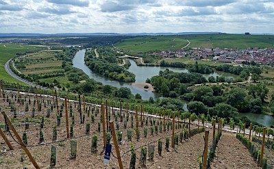 Vineyards along the Main River. toSET