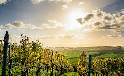 Rolling vineyards at golden hour. Pexels@David