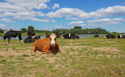Vianen countryside by the Lek River. unsplash@anoek folkertsma