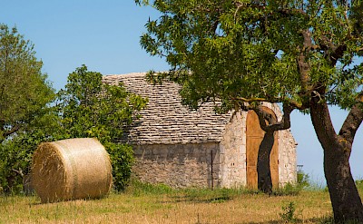 Golden fields and olive trees in the classic Puglian countryside. unsplash@GianlucaCarenza