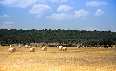 Rolling farmland dotted with hay bales of Puglian countryside. unsplash@GianlucaCarenza