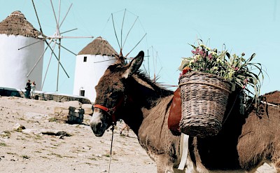 Donkey on Mykonos near the island’s iconic windmill. pexels@Noelia Perex Leal