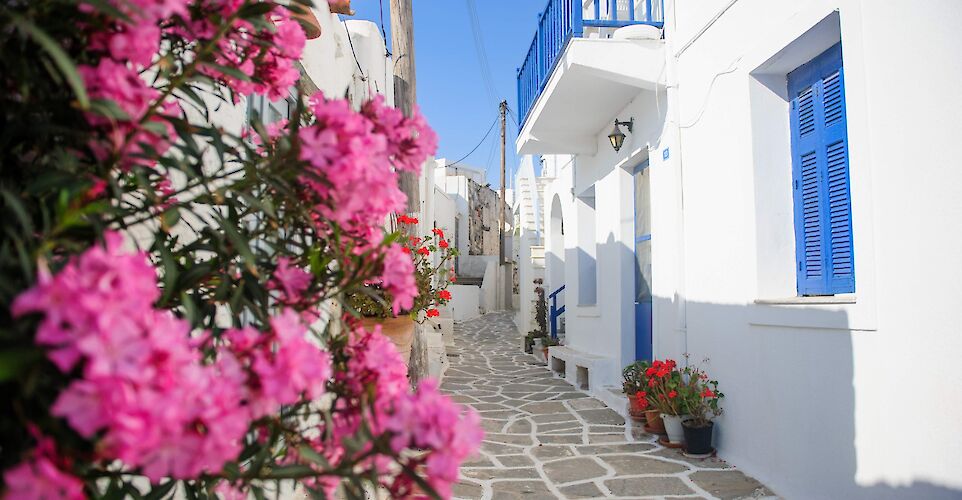 Charming whitewashed lanes with blooming bougainvillea in Paros, Greece. toIH