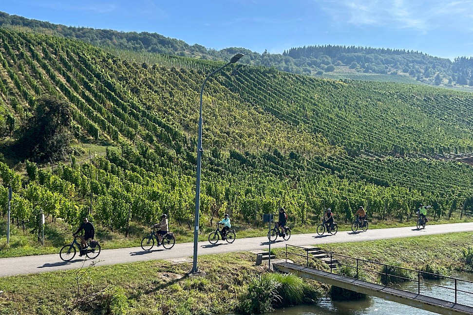 Cycling past vineyards on the Metz to Cochem bike tour. Photo by Sarah M.