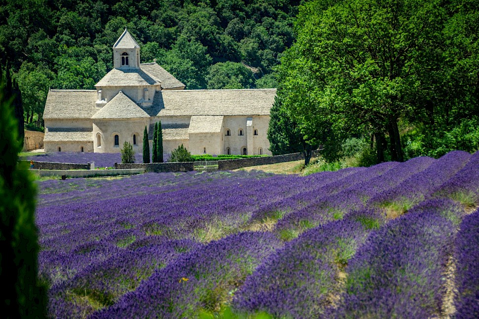 Lavender fields of Provence. Unsplash@Jeff Ackley