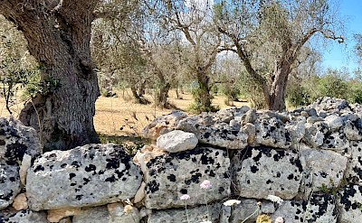 Ancient olive trees and traditional dry-stone walls in the countryside &copy;Heather