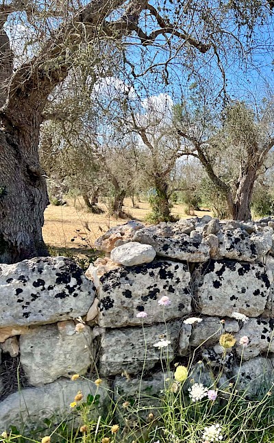 Ancient olive trees and traditional dry-stone walls in the countryside &copy;Heather