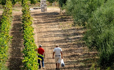 vineyards and olive groves in the Salento countryside. unsplash@AronMarinelli