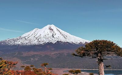 Ancient araucaria trees. Pexels@SantiEchaire
