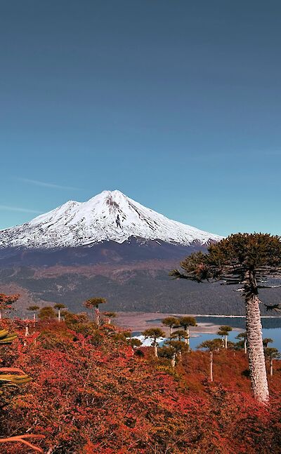 Ancient araucaria trees. Pexels@SantiEchaire