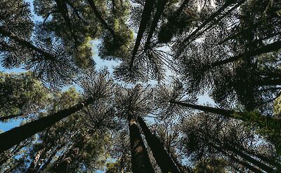 Looking up beneath the ancient araucaria trees of Curacaut&iacute;n, Chile. Unsplash@NicolasGutierrez