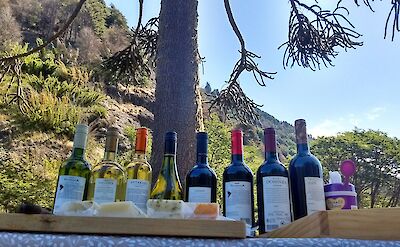 Wine and cheese tasting beneath a monkey puzzle tree (Araucaria). toAT