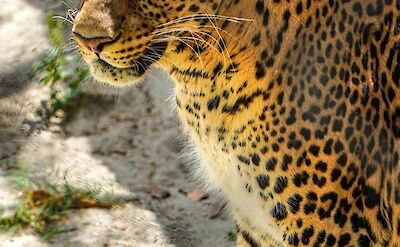 Leopard Safari at Jhalana Leopard Reserve. Pexels@Aryasuraj