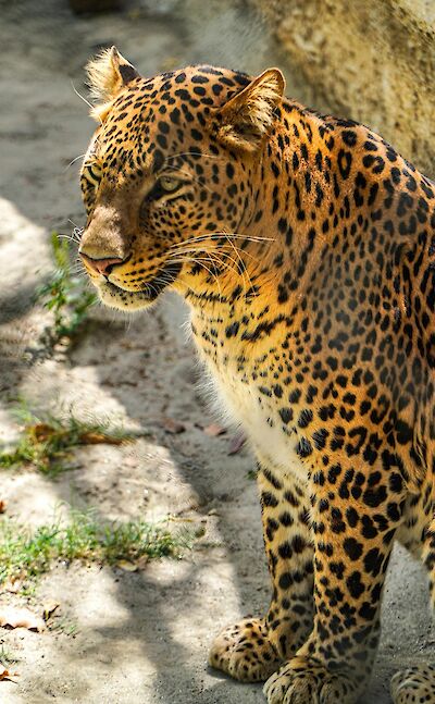 Leopard Safari at Jhalana Leopard Reserve. Pexels@Aryasuraj