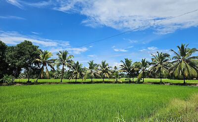 Rice fields in Kerala. toIH