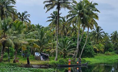 Tropical waterways and village landscape in Kerala. toIH