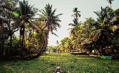 Backwater waterways lined with palms in Alleppey. unsplash@BarisKarguwal