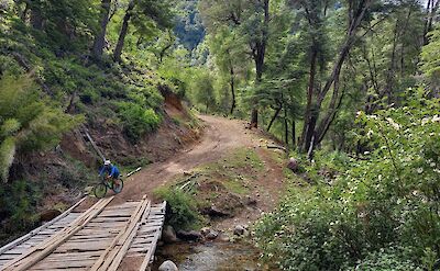 Gravel riding through native forest on Argentina to Chile bike tour. toAT