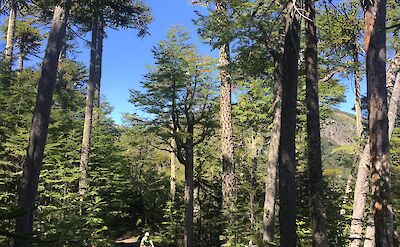 Riding through native forest on Argentina to Chile bike tour. toAT