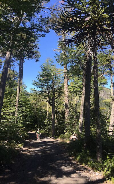 Riding through native forest on Argentina to Chile bike tour. toAT