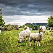 Dublin & Wicklow Photo