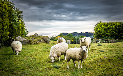 Sheep grazing the green pastures of Ireland. Flickr:Guiseppe Milo