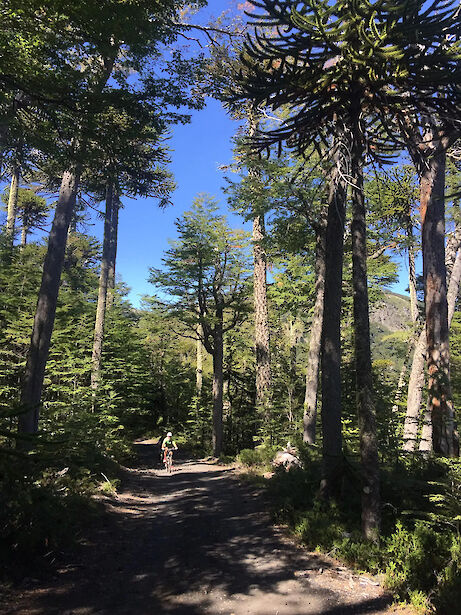Forests of Patagonia.