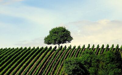Vineyards surrounding Kitzingen in the heart of Franconian wine country. Flickr@In Hiatus