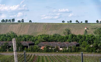 Rolling vineyards surrounding Volkach. Flickr@Scott Dexter