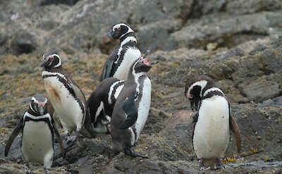 Magellanic penguins on Chilo&eacute; Island.