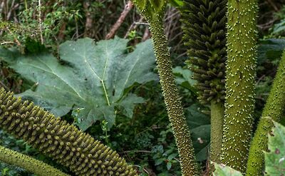 Temperate rainforest flora in Chile&rsquo;s Lake District. Flickr@Serge