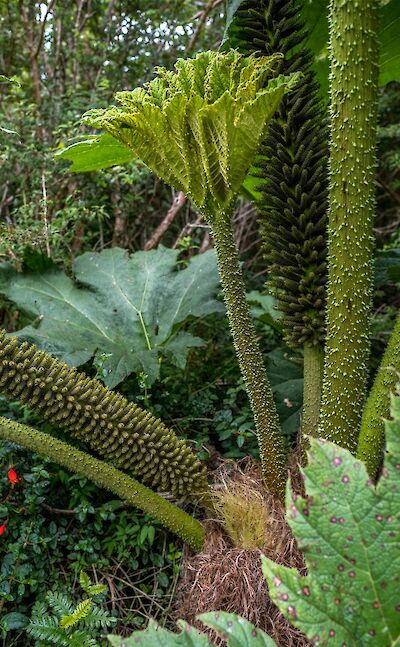Temperate rainforest flora in Chile’s Lake District. Flickr@Serge