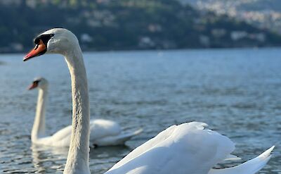 Swan gliding across the waters of Lake Como. unsplash@ShaneKurera