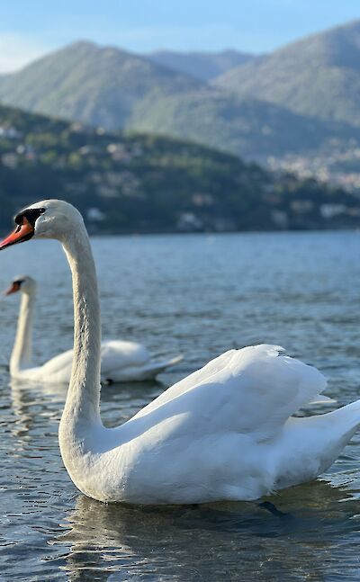 Swan gliding across the waters of Lake Como. unsplash@ShaneKurera