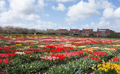 Hortus Bulborum Historic Garden. Flickr:KentWang