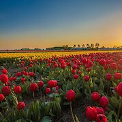 Magnifique Tulips of Holland - Vibrant red and yellow tulip fields in Holland at sunset. pexels:JensReinheimer