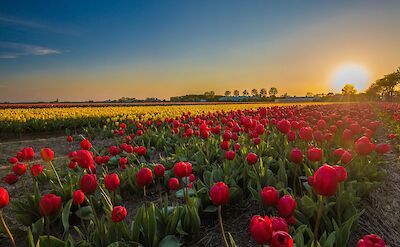 Vibrant red and yellow tulip fields in Holland at sunset. pexels:JensReinheimer