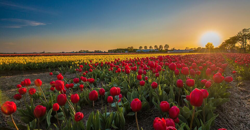 Vibrant red and yellow tulip fields in Holland at sunset. pexels:JensReinheimer