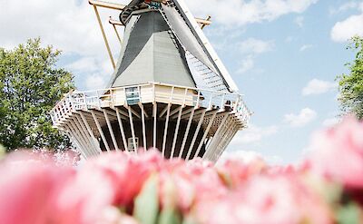 Classic Dutch Windmills & Tulips. pexels:Joaojesusdesign