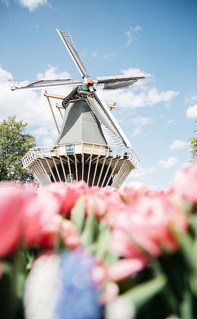 Classic Dutch Windmills & Tulips. pexels:Joaojesusdesign