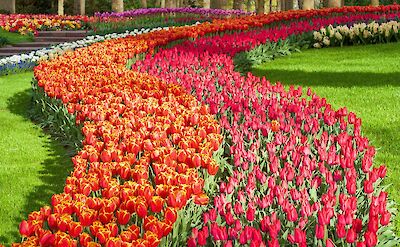 Sweeping ribbons of color at Keukenhof. pexels:Marceloverfe