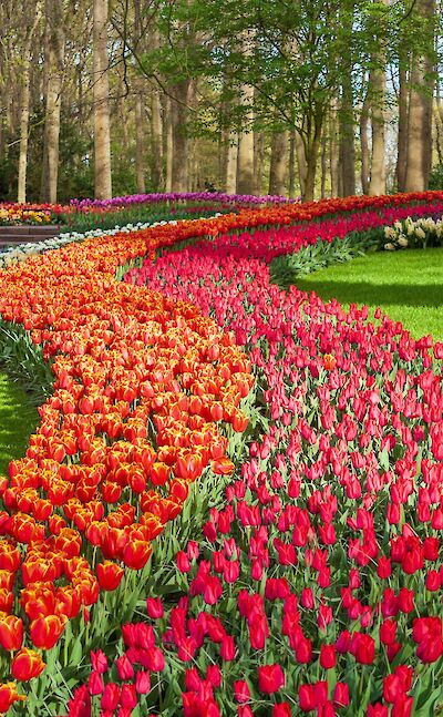 Sweeping ribbons of color at Keukenhof. pexels:Marceloverfe