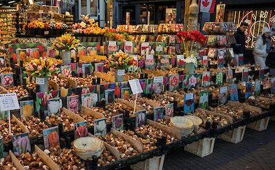 Dutch flower bulbs in Amsterdam. pexels:MartijnStoof