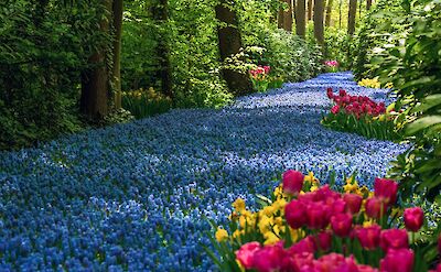 Millions of spring flowers bloom across Keukenhof. pexels:Suju