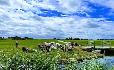 Dutch Polder Landscape. unsplash: AmirDeljouyi