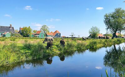 Zaanse Schans Windmills. unsplash:MohammadSalem