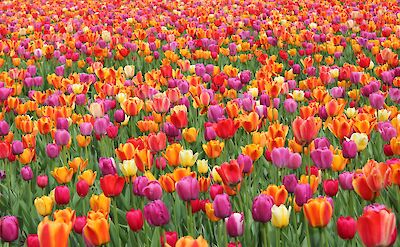 Dutch tulip fields in full bloom. pexels:AlexOhan