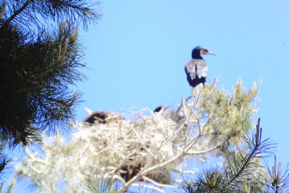 Cormorant's nest. CC:Raymond Lemoine