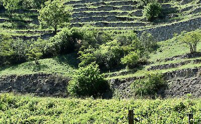 Vineyards in Durnstein, Austria. Unsplash@Arno Senoner