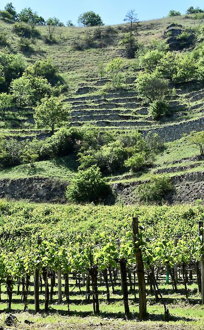 Vineyards in Durnstein, Austria. Unsplash@Arno Senoner